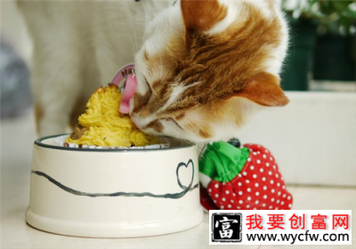 猫咪健康过冬小窍门