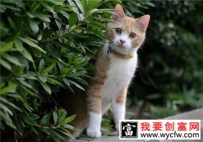 领养流浪猫前需要考虑的问题