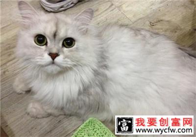 猫咪中毒后如何抢救