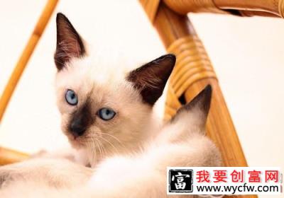 保持猫咪耳朵健康的方法