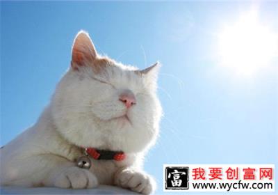 好天气要带猫咪出门晒太阳