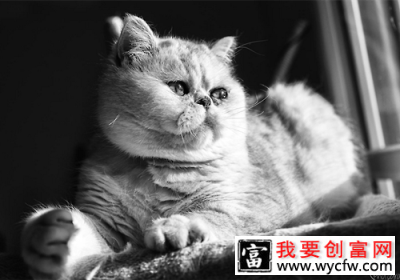 猫咪喂食误区有哪些？