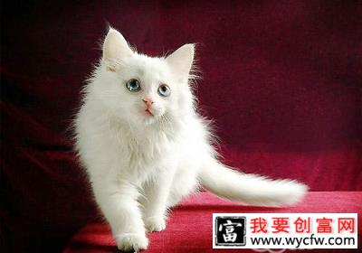 猫咪太瘦该怎么办