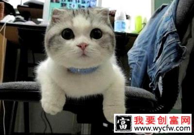 猫咪为什么喜欢钻盒子