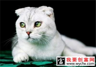 猫咪高空跳楼为什么不死呢