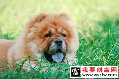 散步对于老年犬的好处