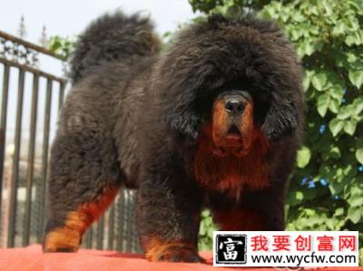 冬季藏獒养殖的注意事项