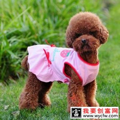 为狗狗选购衣服时的考量