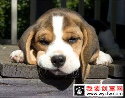通过狗狗便便观察健康