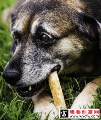 饲喂老龄犬的10条建议