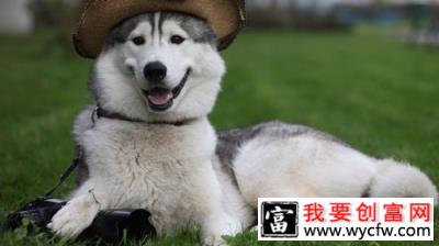 养宠须知：饲养宠物利弊共存