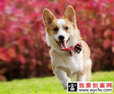 为宠物拍照的注意事项
