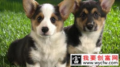 给狗狗吃糖的注意事项