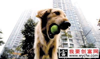 室外养狗的注意事项