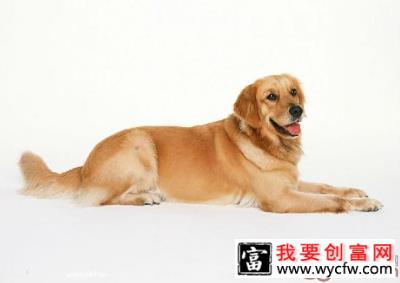 狗狗日常用品的清洁