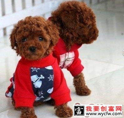 茶杯泰迪犬其实并不难养