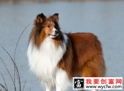 给喜乐蒂吃骨头需谨慎