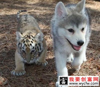 预防夏天狗狗生虱子