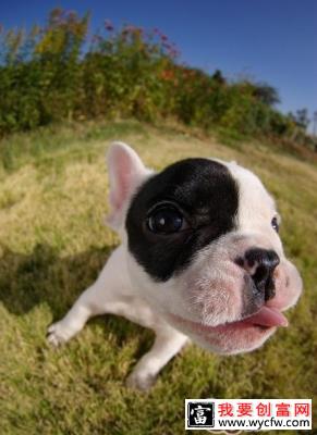 <a href=https://www.wycfw.com/kaidian/cw/ target=_blank class=infotextkey>宠物</a>狗最好少喂它喝矿泉水