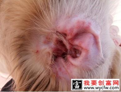 犬猫耳部的日常护理