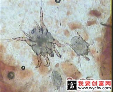 犬猫耳部的日常护理