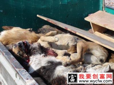养宠物是一辈子的承诺