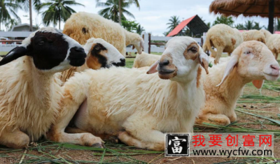 新手养殖羊场需要什么构建要求—如何精细管理