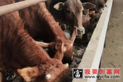 牛犊能承受零下多少度