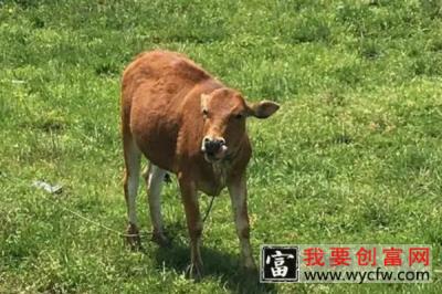牛犊能承受零下多少度