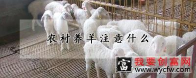 农村养羊注意什么