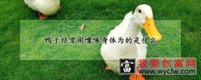 鸭子经常用嘴啄身体为的是什么