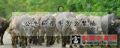 公牛和母牛怎么繁殖