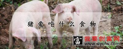 猪爱吃什么食物