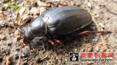 水水牛怎么养殖