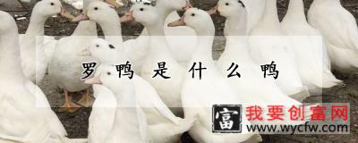 罗鸭是什么鸭