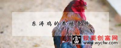 东涛鸡的养殖条件