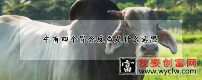 牛有四个胃会反刍是什么意思