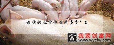 母猪的正常体温是多少°C