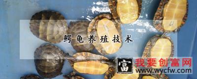鳄龟养殖技术