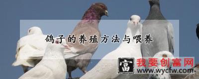 鸽子的养殖方法与喂养