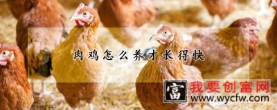 肉鸡怎么养才长得快