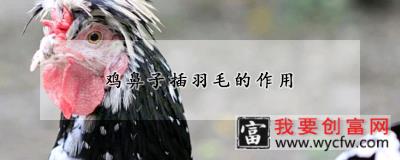 鸡鼻子插羽毛的作用