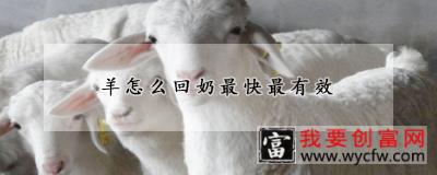 羊怎么回奶最快最有效