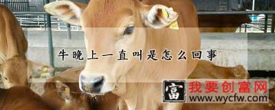 牛晚上一直叫是怎么回事