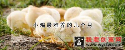 小鸡最难养的几个月
