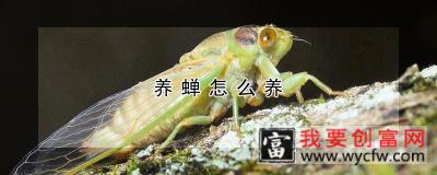 养蝉怎么养