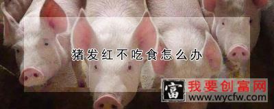 猪发红不吃食怎么办