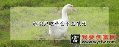 养鹅只吃草会不会饿死