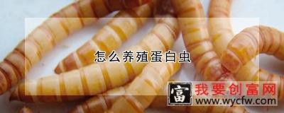 怎么养殖蛋白虫