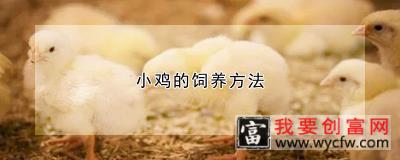 小鸡的饲养方法